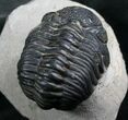 Bargain Phacops Trilobite From Morocco - #7953-1